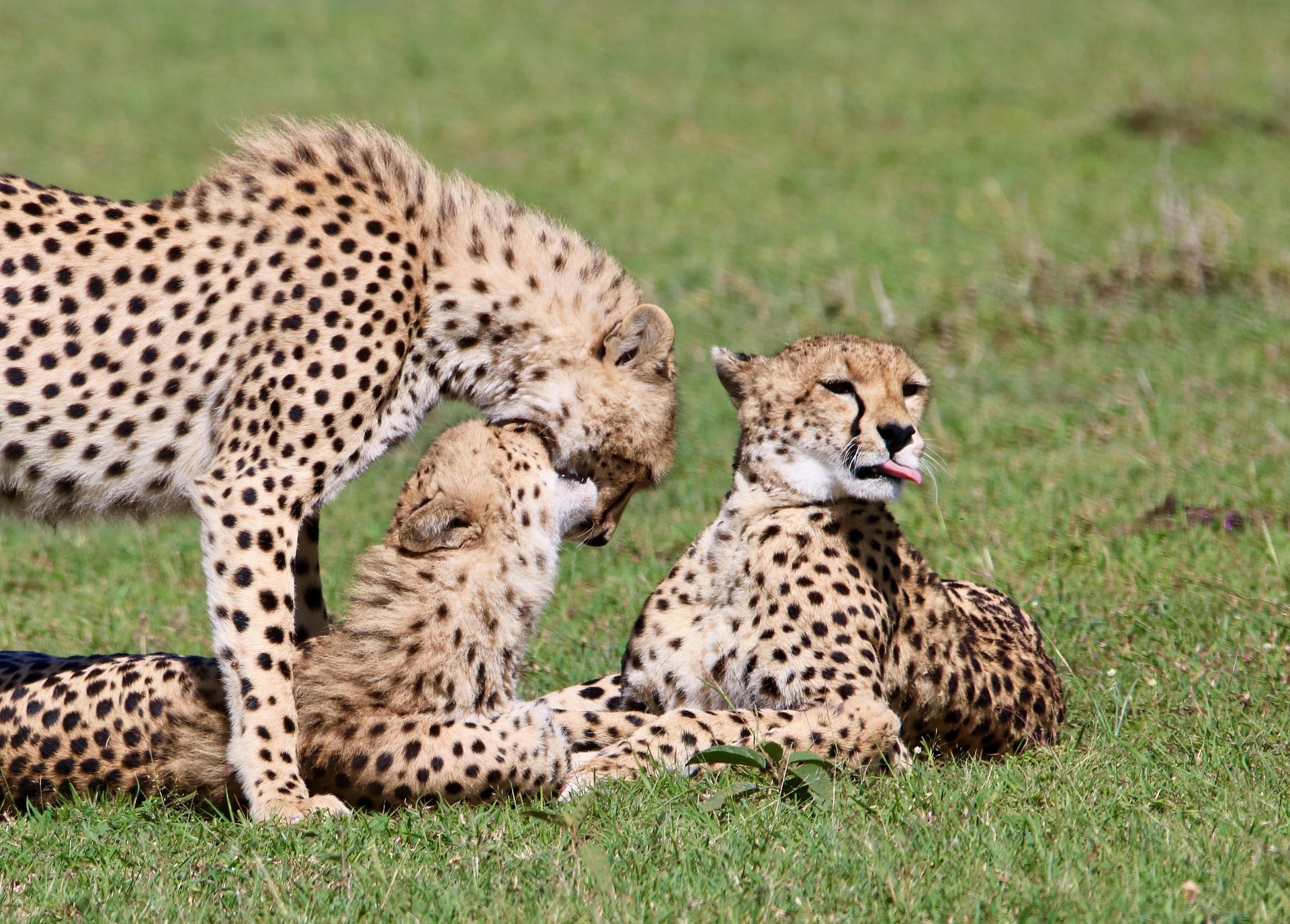 cheetah-mara3