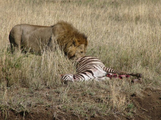 Shanjoy- Lion at the Masai Mara
