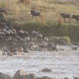 wildebeest crossing the Mara River during the migration - Masai Mara Safari