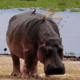 Shanjoy- Hippo in Masai Mara