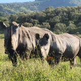 Rhino, Kenya and Tanzania