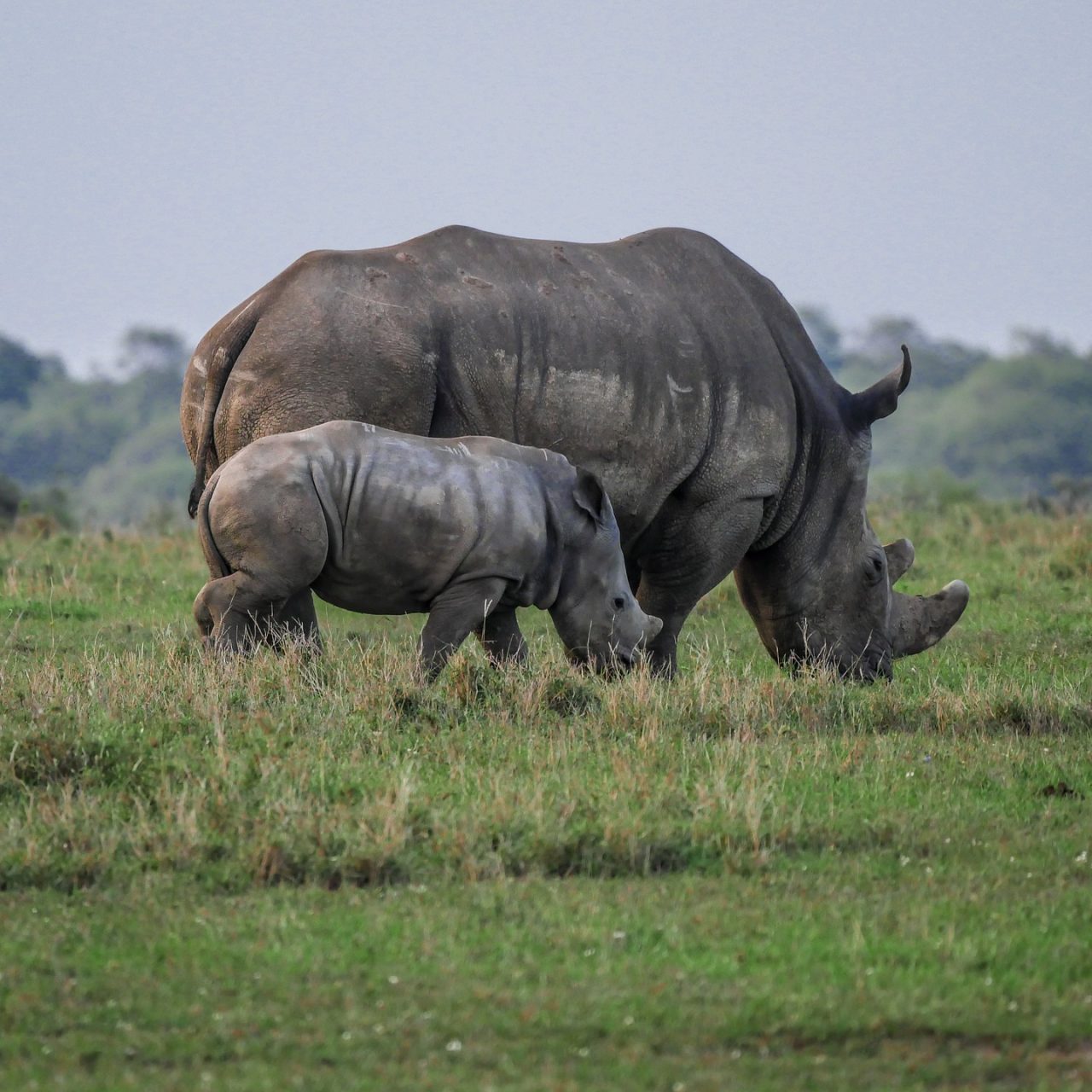 Rhinos at Nakuru National Park