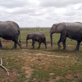 African Tusked Elephants- Masai Mara