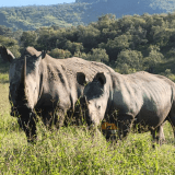 Rhino at Lake Nakuru National Park- Kenya