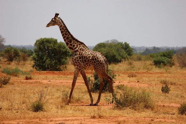 Shanjoy Tours- Masai Giraffe- Kenya