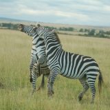 Masai Mara safari- burchells zebra