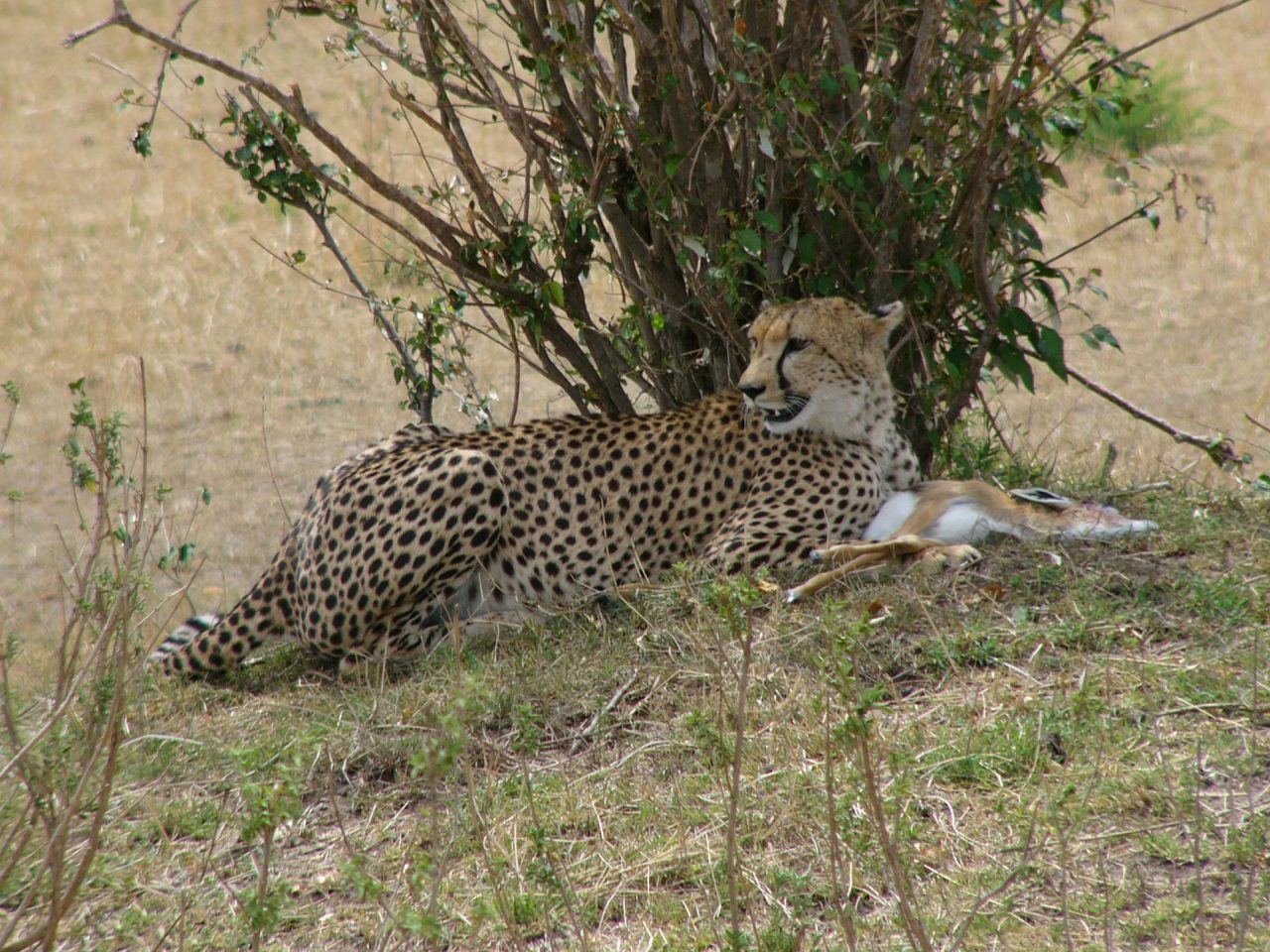 Masai Mara safari - cheetah