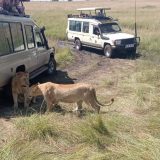 Shanjoy tours- Lions at Masai Mara National Reserve
