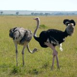 Masai Mara safari -ostrich