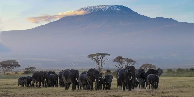 Shanjoy Tours- Elephants at Amboseli National Park