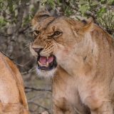 Shanjoy Tours- Lions of the Masai Mara