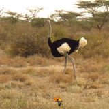 Shanjoy Tours- Somali Ostrich in Samburu National park